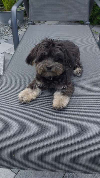 Bolonka Zwetna Freunde-Beitrag-Bild