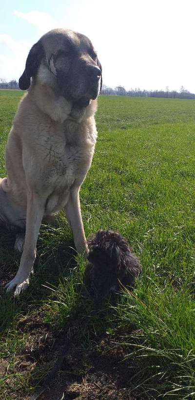 Mehrere Hunde zuhause !-Beitrag-Bild