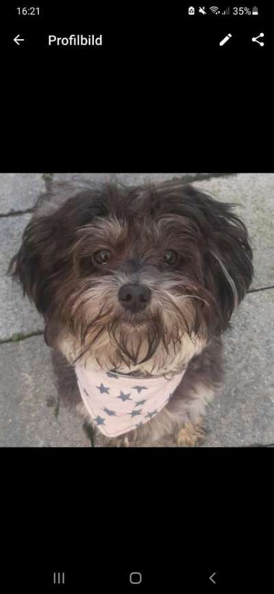 Bolonka Zwetna Freunde-Beitrag-Bild