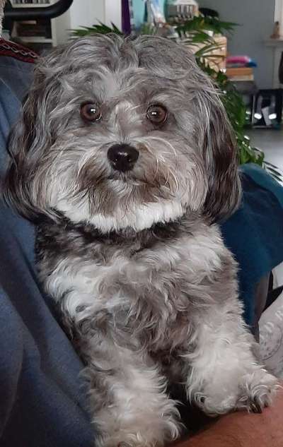 Bolonka Zwetna Freunde-Beitrag-Bild