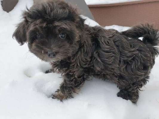 Welpen Bilder !-Beitrag-Bild