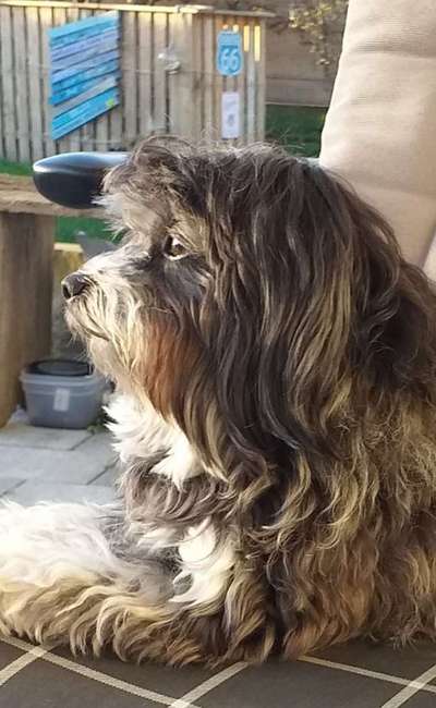 Bolonka Zwetna Freunde-Beitrag-Bild