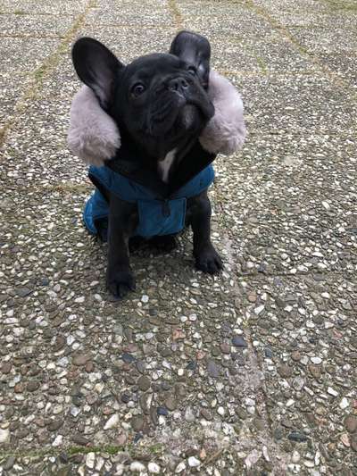 Französische Bulldoggen-Beitrag-Bild