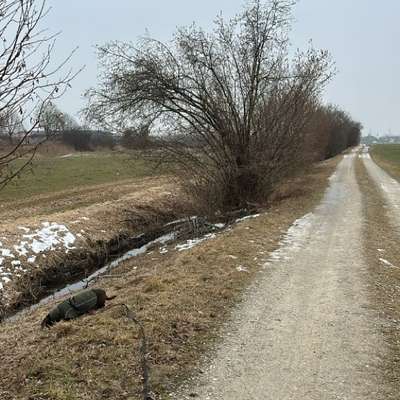 Hundetreffen-Gassigehen, spielen und Training🐶-Bild