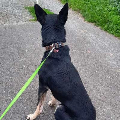 Hundetreffen-Gassirunde und/oder Spieltreff Kassel