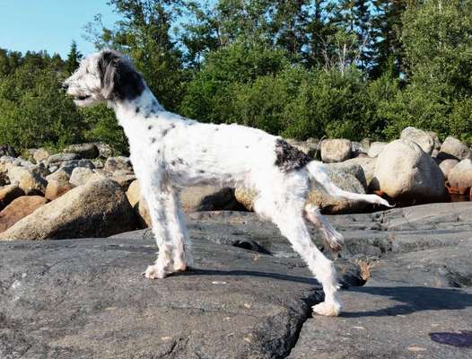 Die Dogorama Wochen Challenge "Friends will be Friends"-Beitrag-Bild