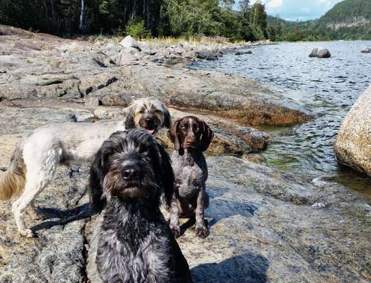 Die Dogorama Wochen Challenge "Friends will be Friends"-Beitrag-Bild