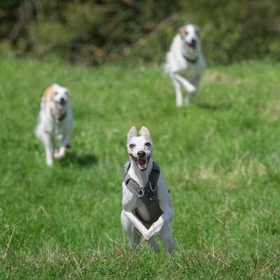 Hundetreffen-Windhunde Treffen Wien-Bild