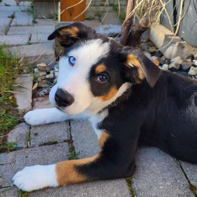 Hundetreffen-Welpentreffen Marburg