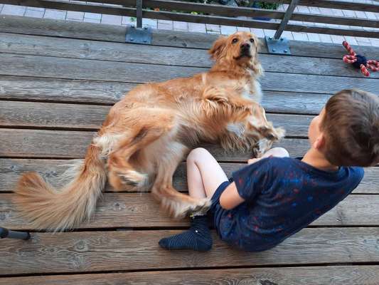 Hovawart-Beitrag-Bild