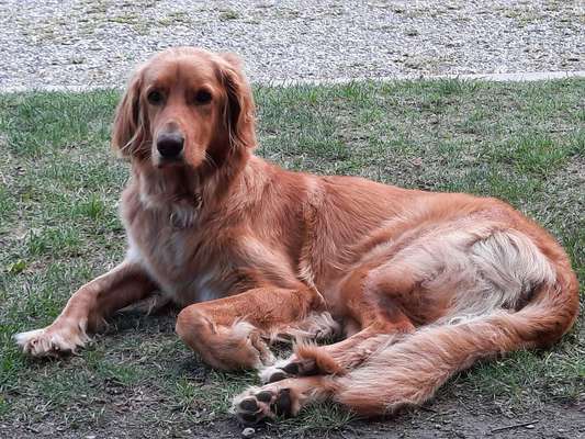 Hovawart-Beitrag-Bild