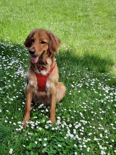 Die Dogorama Monats Challenge "Es grünt und blüht"-Beitrag-Bild