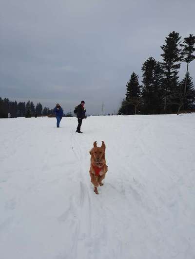 Hovawart-Beitrag-Bild