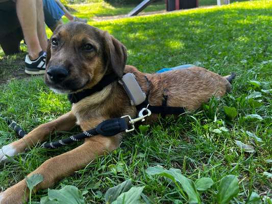 Hundetreffen-Welpentreffen/gassirunden-Bild