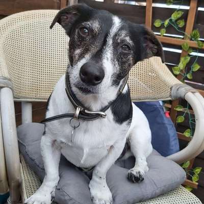 Hundetreffen-Gassi und Spielrunde-Bild