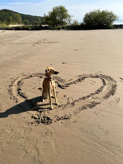 Dogorama Photo Challenge - Gassipause-Beitrag-Bild