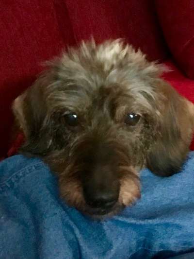 Dogorama Photo Challenge - Be my valentine-Beitrag-Bild