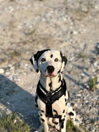 Hundetreffen-TrainingspartnerInnen und feste Hundekontakte gesucht :)-Bild