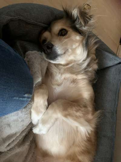 Die Dogorama Wochen Challenge-Beitrag-Bild