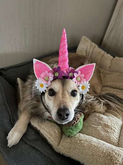 Die Dogorama Wochen Challenge-Beitrag-Bild