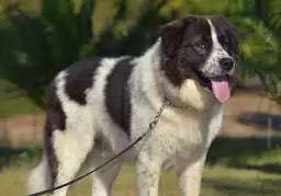 Hundeangriff in Griechenland - wie verhindern, vorbeugen?-Beitrag-Bild