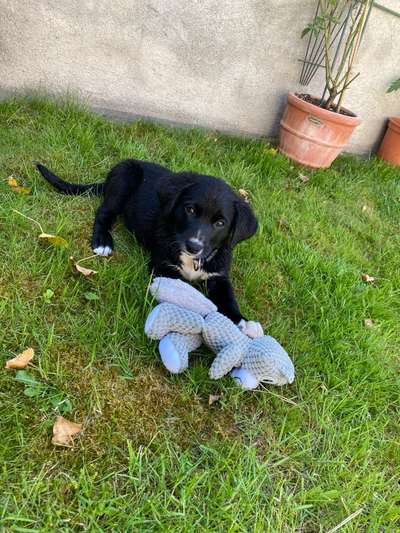 Welpen Bilder !-Beitrag-Bild