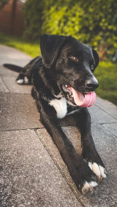 Die Dogorama Monats Challenge "Es grünt und blüht"-Beitrag-Bild