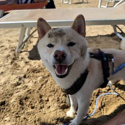 Hundetreffen-Gassi- und Spielfreunde für Pablo gesucht! 🐾-Bild