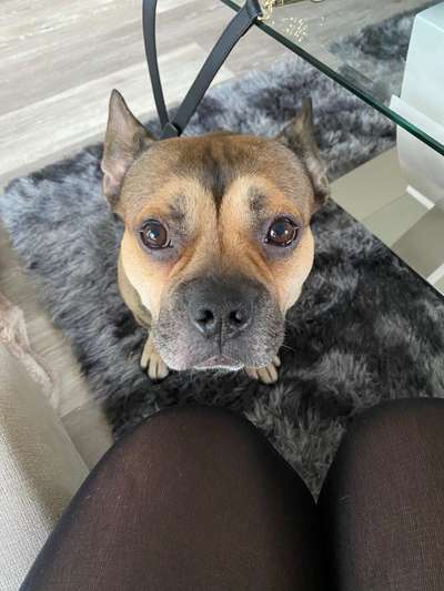 CHALLENGE NR. 19 - Der Hundeblick-Beitrag-Bild