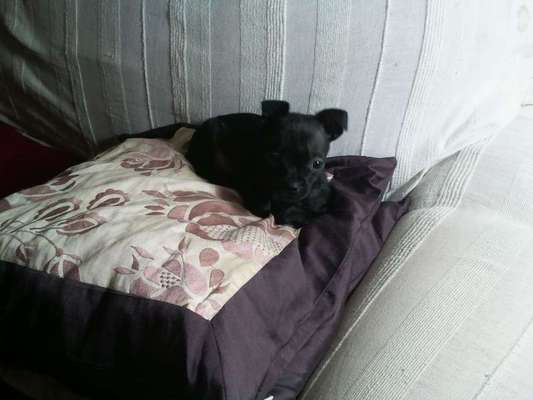 Welpen Bilder !-Beitrag-Bild