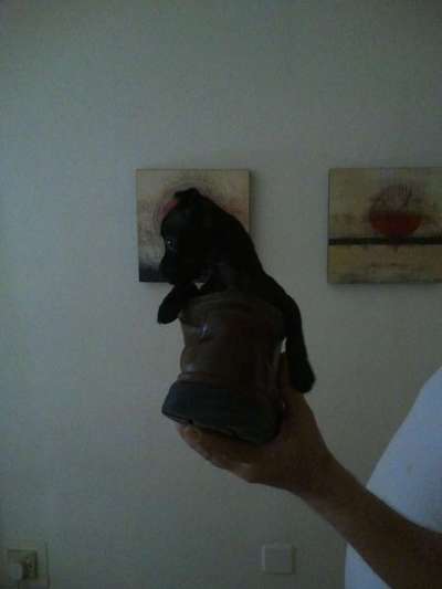 Welpen Bilder !-Beitrag-Bild