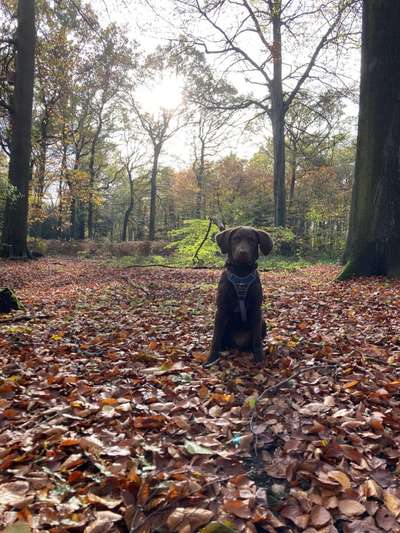 Seltene Rassen!-Beitrag-Bild