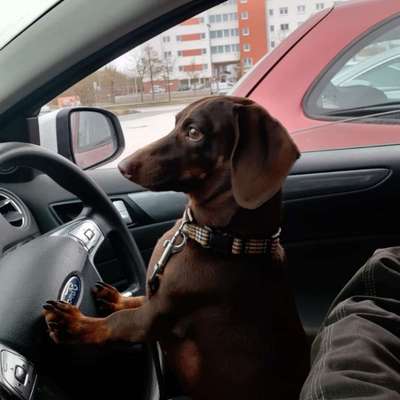 Hundetreffen-Treffen mit kleinen Hunden-Profilbild