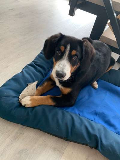 Entlebucher Sennenhund-Beitrag-Bild