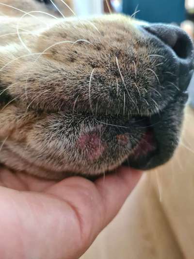 Rote Flecken unterm Maul-Beitrag-Bild