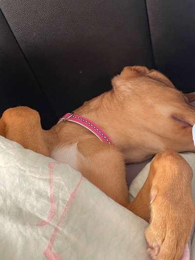 Die Dogorama Wochen Challenge-Beitrag-Bild