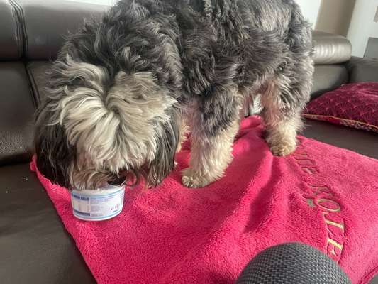 Dogorama Photo Challenge - Hündische Haushaltshilfe-Beitrag-Bild