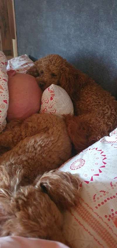 21. Collage Challenge 
Du und dein Hund-Beitrag-Bild