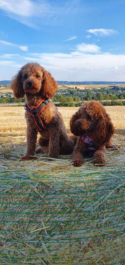 Dogorama Photo Challenge - Portrait-Beitrag-Bild