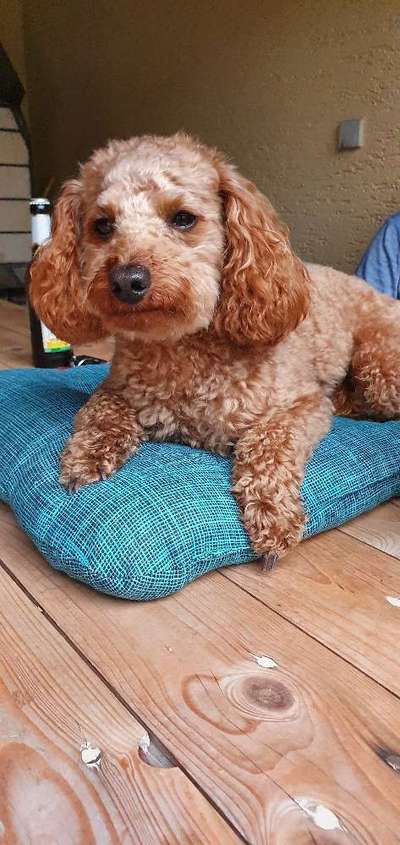 Alles rund um den Pudel-Beitrag-Bild