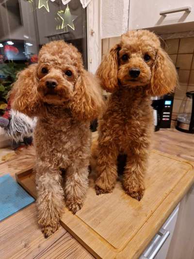 Pudel-Treffen-Beitrag-Bild