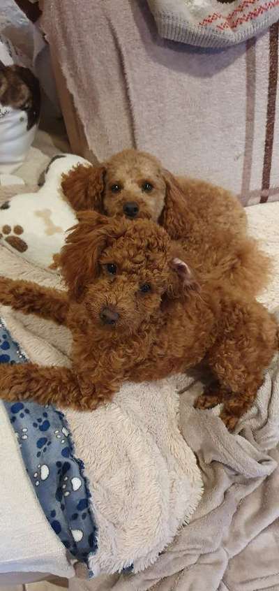 Alles rund um den Pudel-Beitrag-Bild