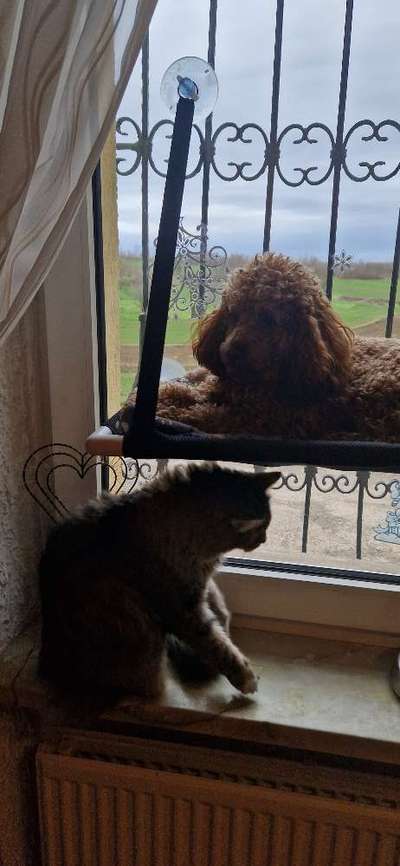 Foto Challenge Nr.: 115-Beitrag-Bild