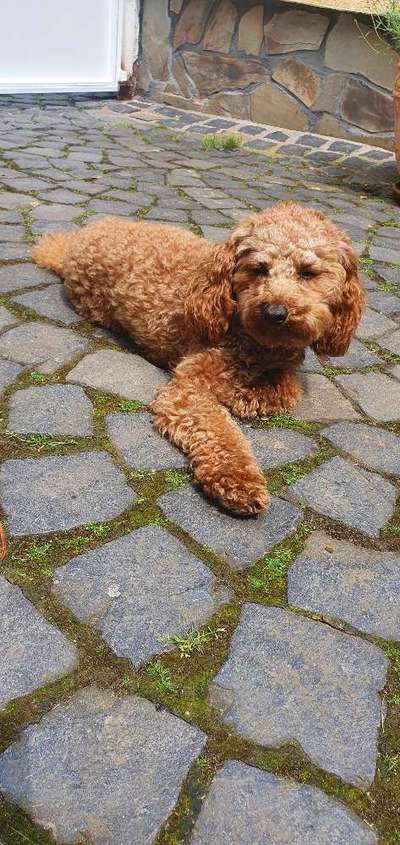 Alles rund um den Pudel-Beitrag-Bild