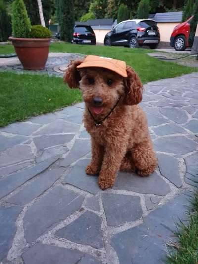 Alles rund um den Pudel-Beitrag-Bild