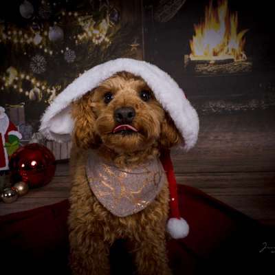 Foto's und Hundemodels-Beitrag-Bild