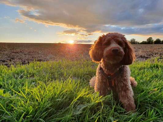 Alles rund um den Pudel-Beitrag-Bild