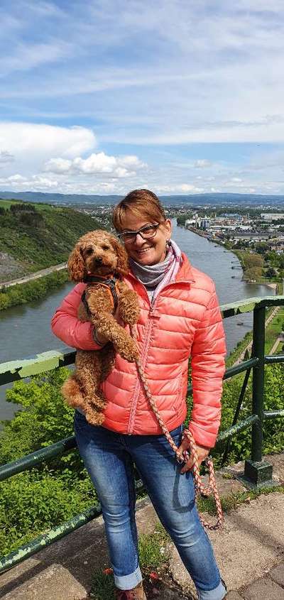 Alles rund um den Pudel-Beitrag-Bild