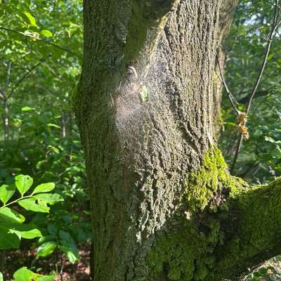 Giftköder-Eichenprozessionsspinner-Bild