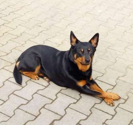 Australian Kelpie-Beitrag-Bild